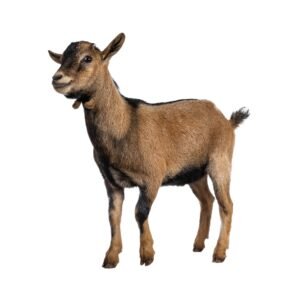 Goat 7
