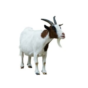 Goat 2