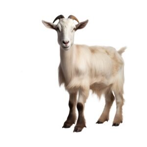 Goat 3