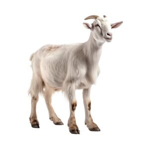 Goat 4