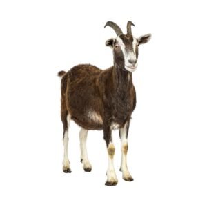 Goat 6